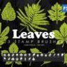 23 Leaves Photoshop Stamp Brushes